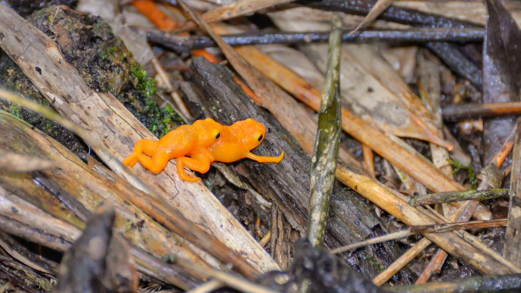 Pumpkin Toadlet | They Have a Unique Mating Ritual