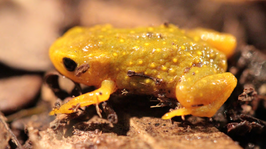 Pumpkin Toadlet | They're Named After a Vegetable