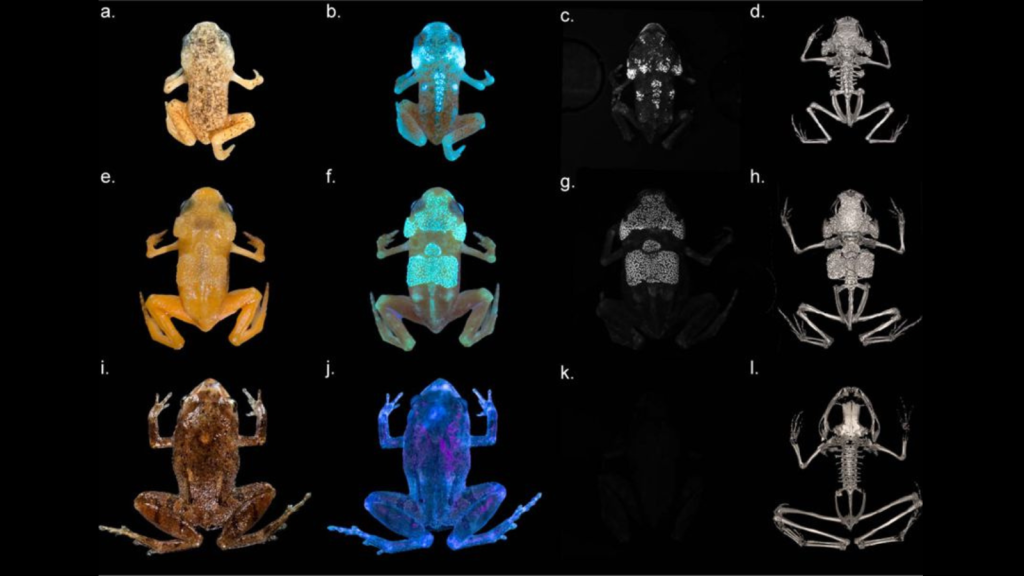 Pumpkin Toadlet | They Have Fluorescent Skeletons