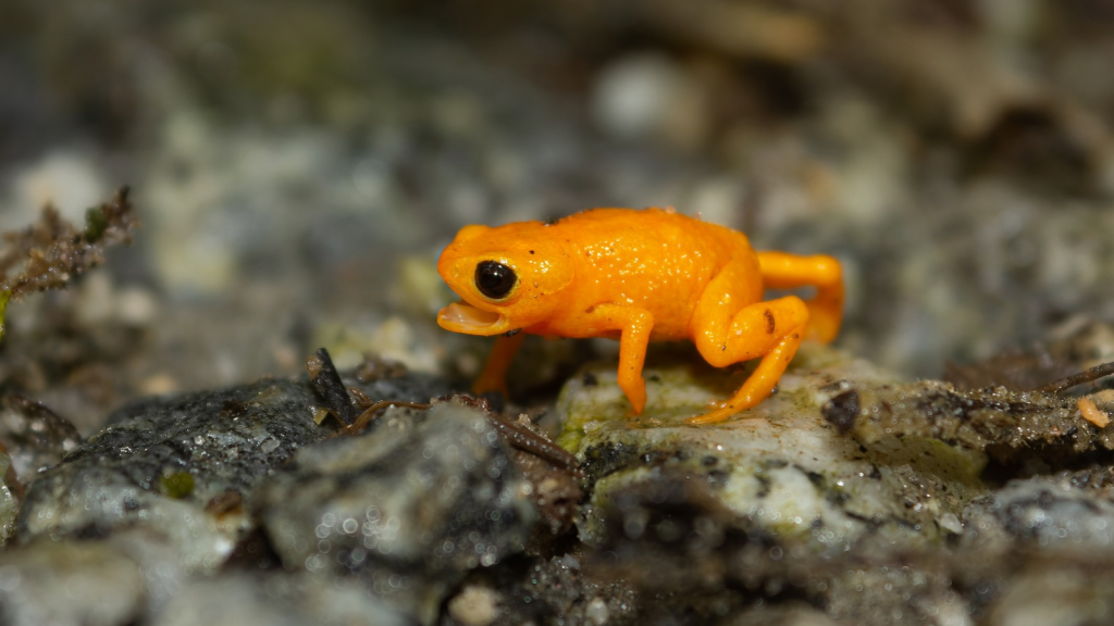 Glowing Bones and Clumsy Hops  | 15 Things You Didn't Know About the Pumpkin Toadlet