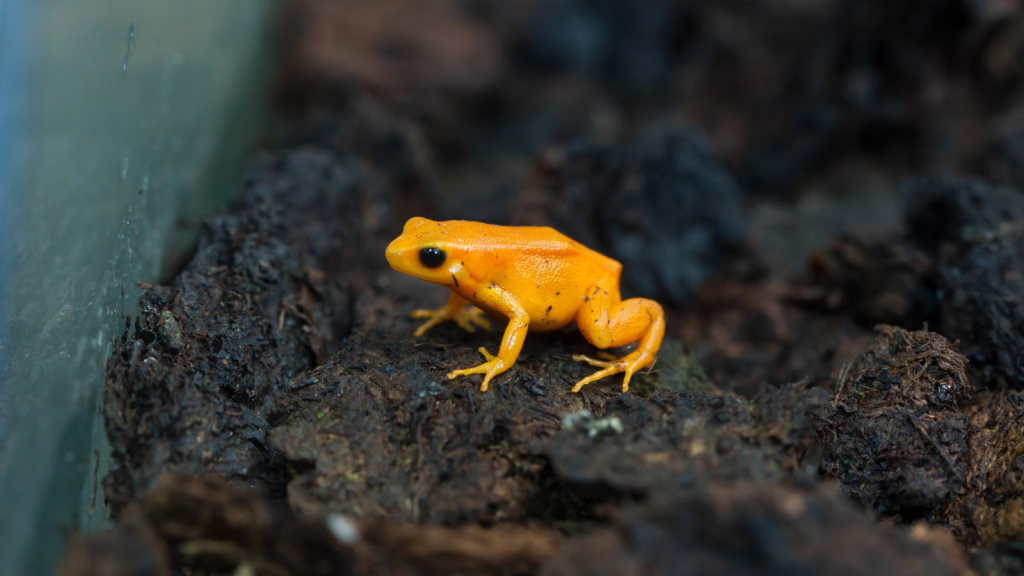 Pumpkin Toadlet 