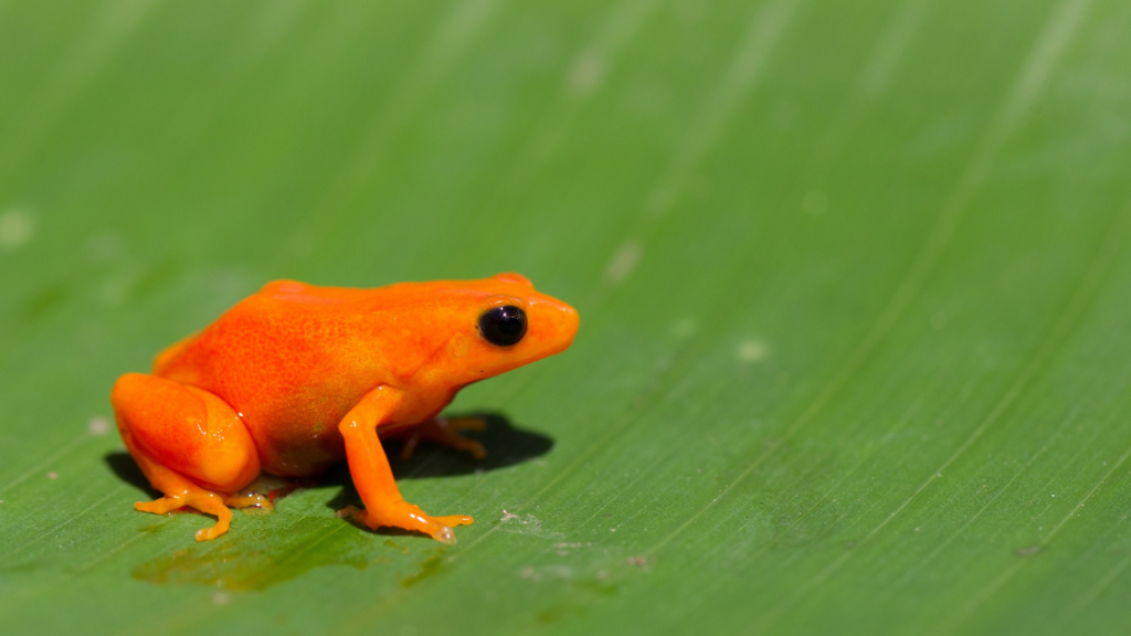 Pumpkin Toadlet 