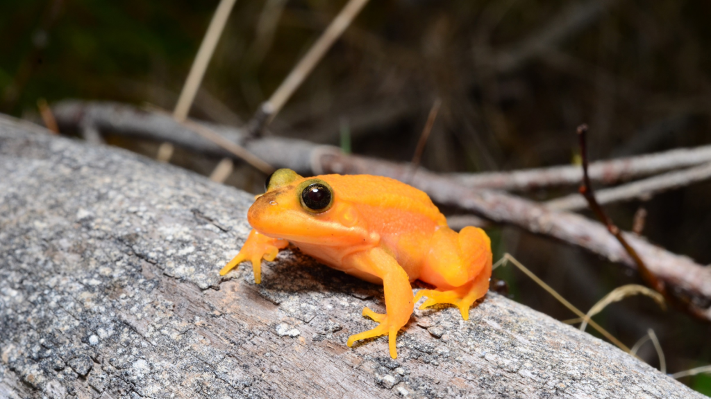 Pumpkin Toadlet 