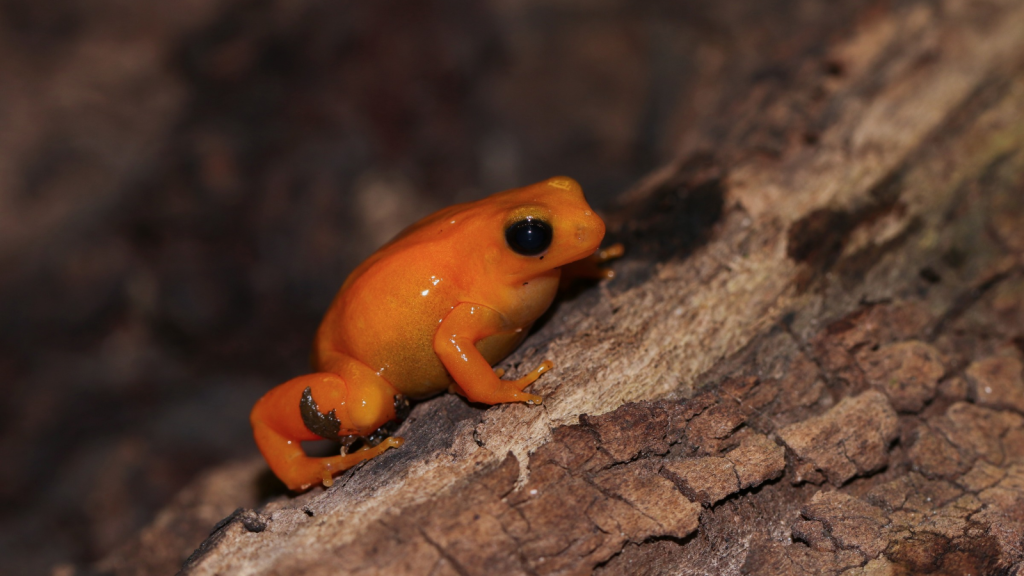 Pumpkin Toadlet 