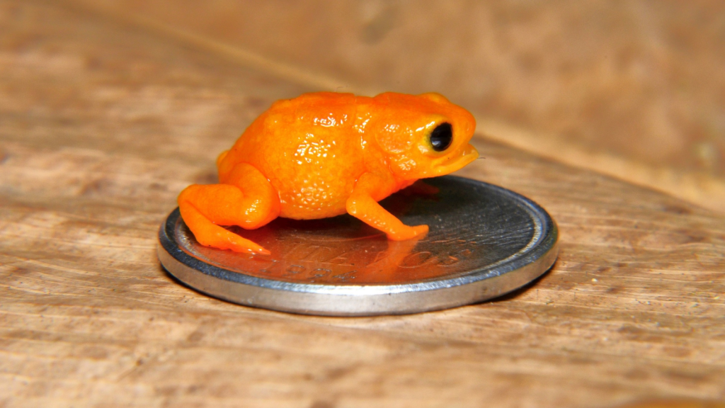 Pumpkin Toadlet 