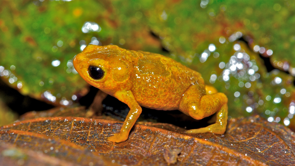 Pumpkin Toadlet 