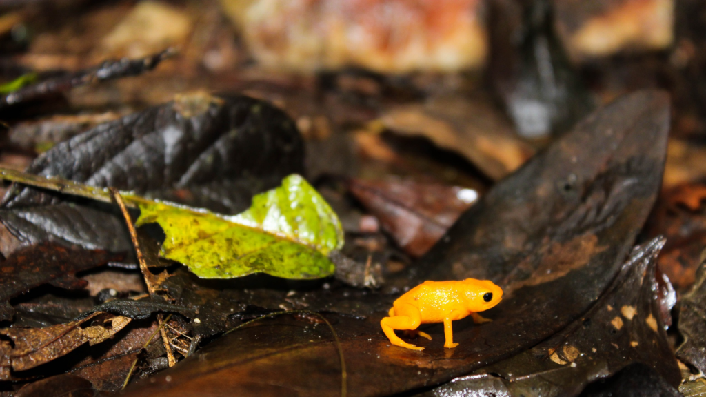 Pumpkin Toadlet 