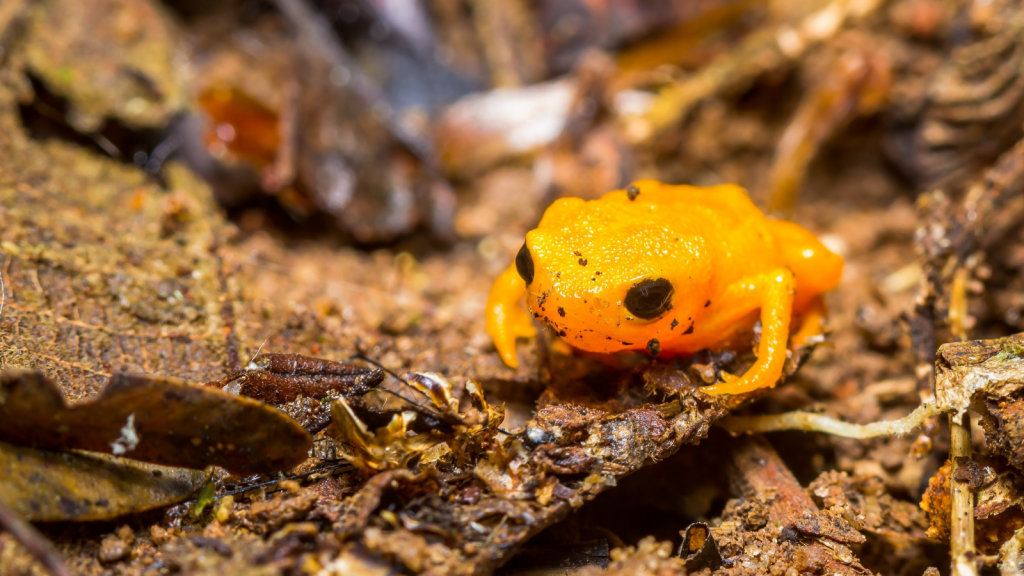 Pumpkin Toadlet 