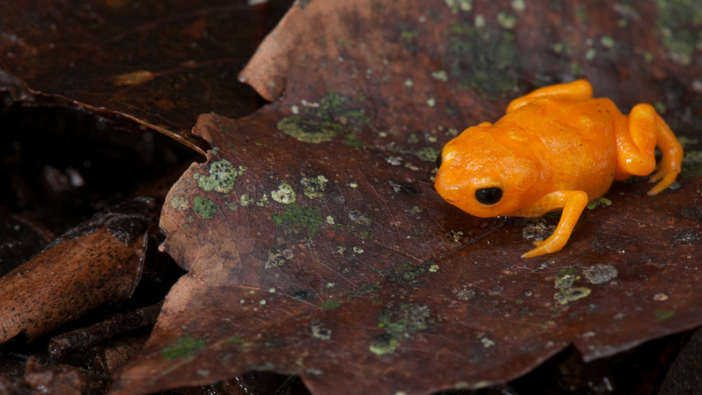 Pumpkin Toadlet 