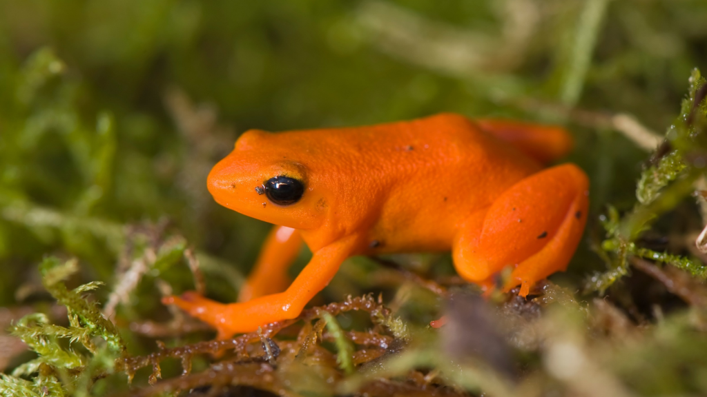 Pumpkin Toadlet 