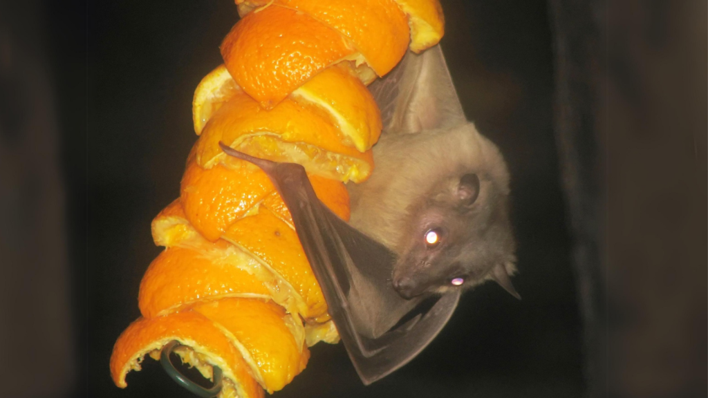 Egyptian Fruit Bat