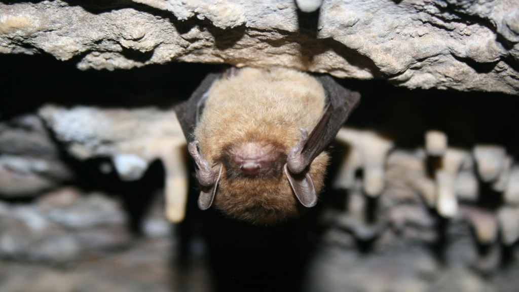 Little Brown Bat