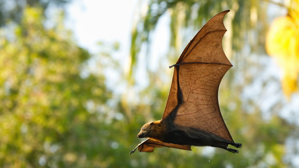 Grey Headed Flying Fox