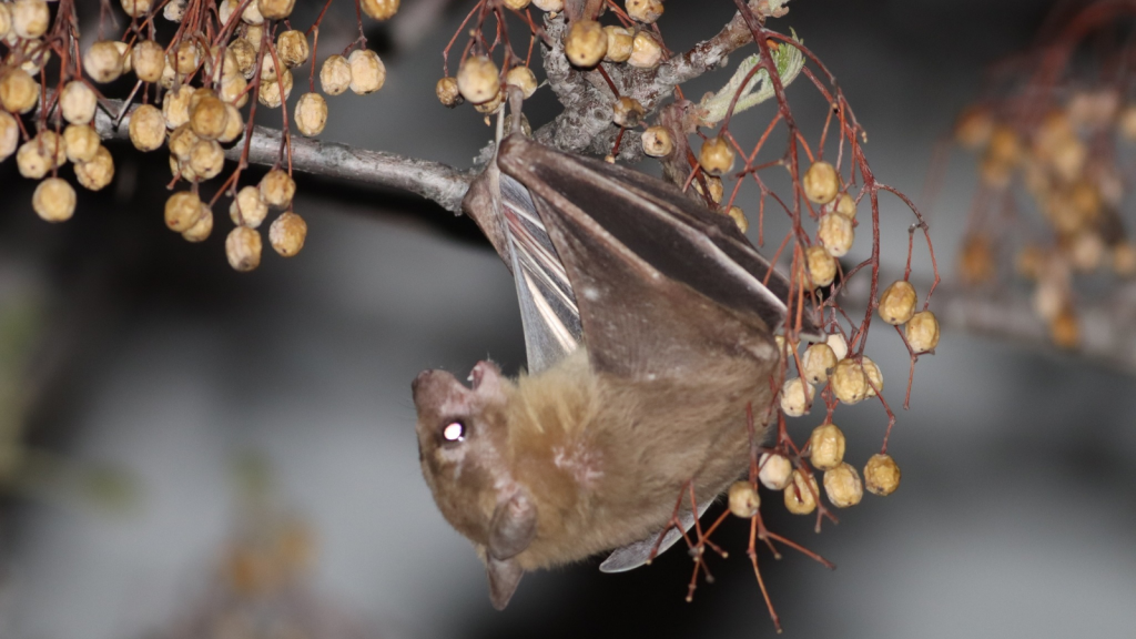 Egyptian Fruit Bat