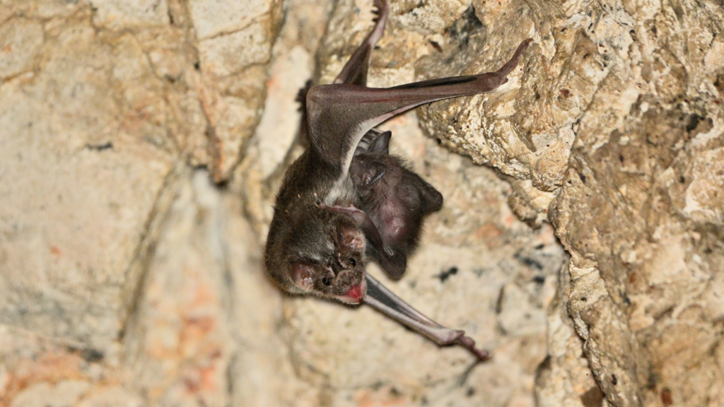 Common Vampire Bat