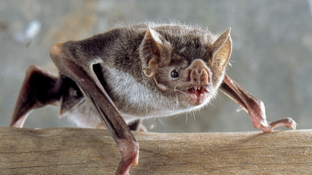 Common Vampire Bat | 15 Bizarre Bat Facts