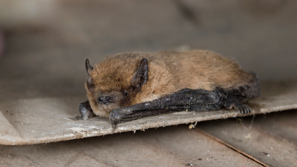 Common Pipistrelle