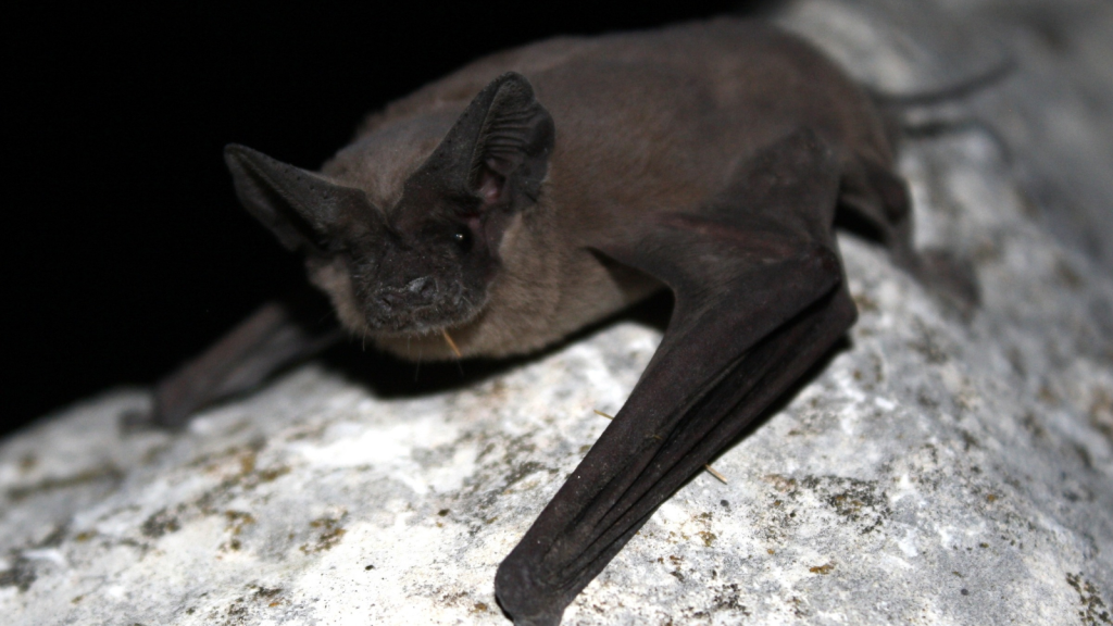 Mexican Free-tailed Bat