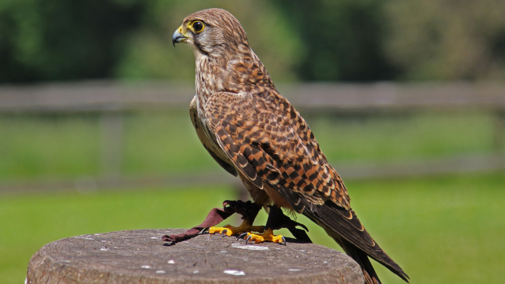 Kestrel