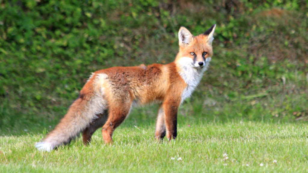 Red Fox