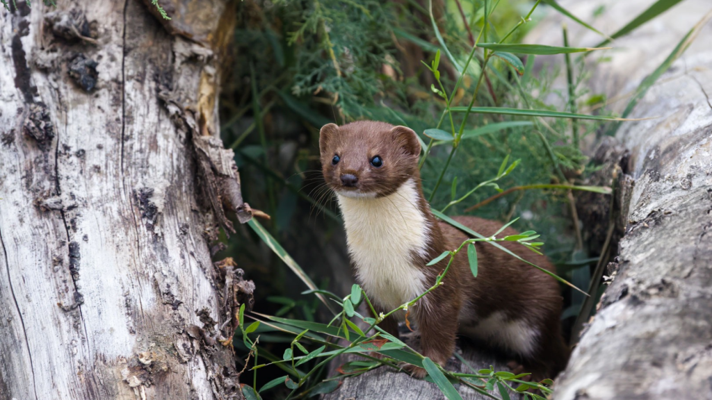 Weasel