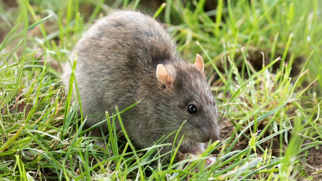 Brown Rat