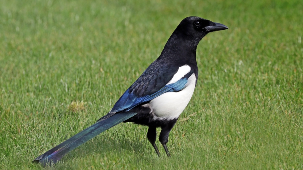 Magpie