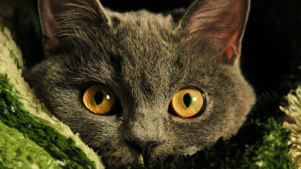 Domestic Cat | 15 Creatures That Eat Bats