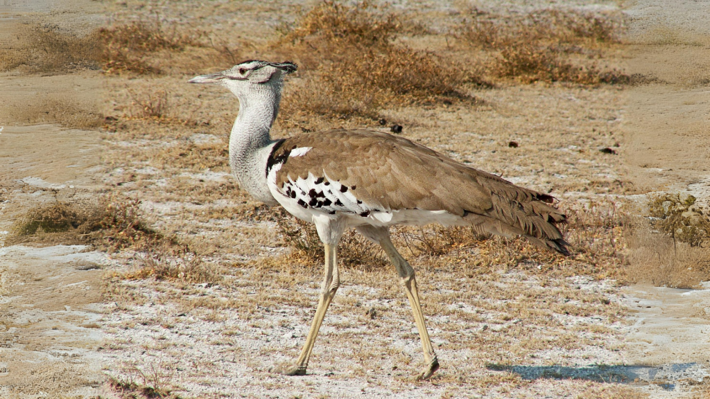 Kori Bustard