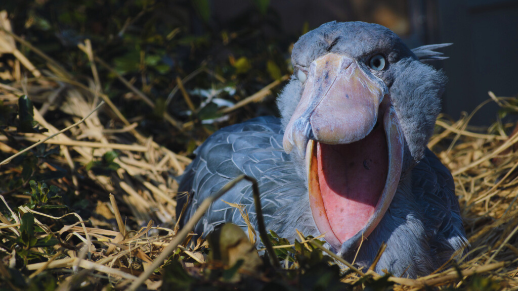 Shoebill | Feathered Giants | Africa's 15 Biggest Birds