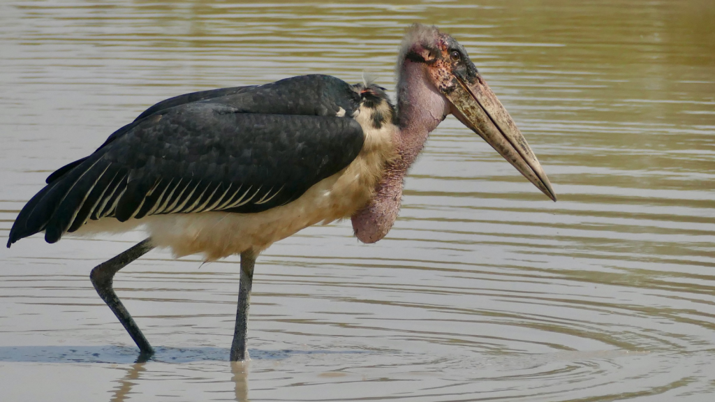 Marabou Stork