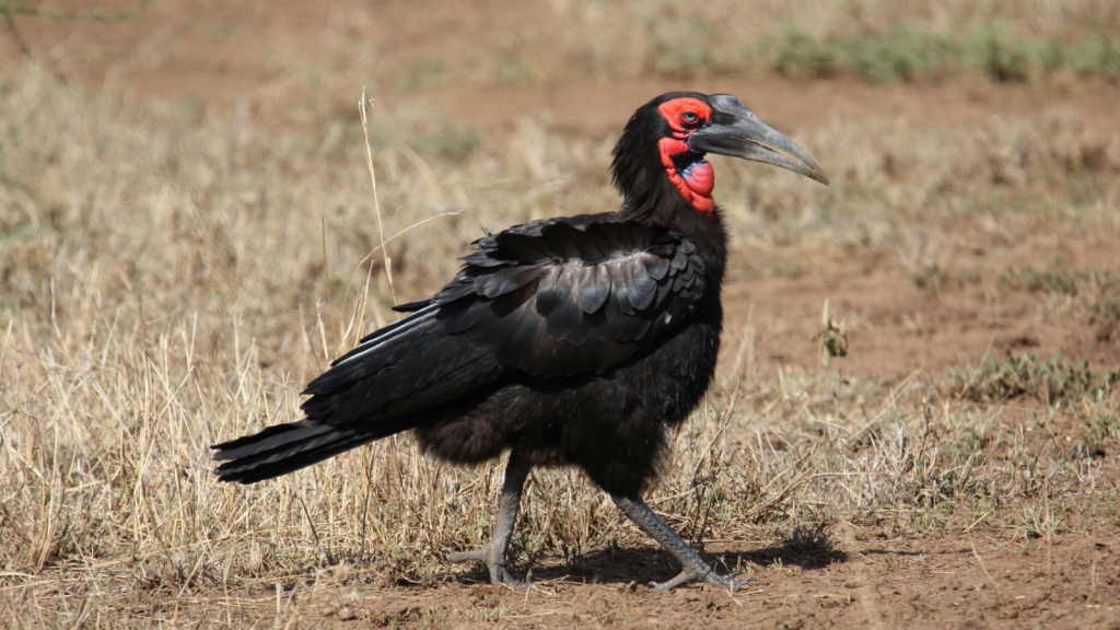 Southern Ground Hornbill