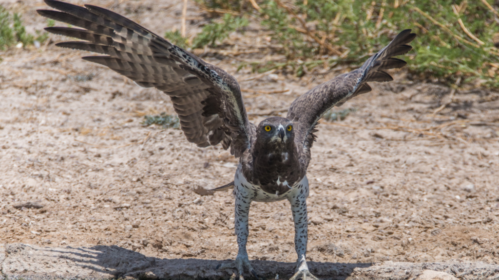 Martial Eagle