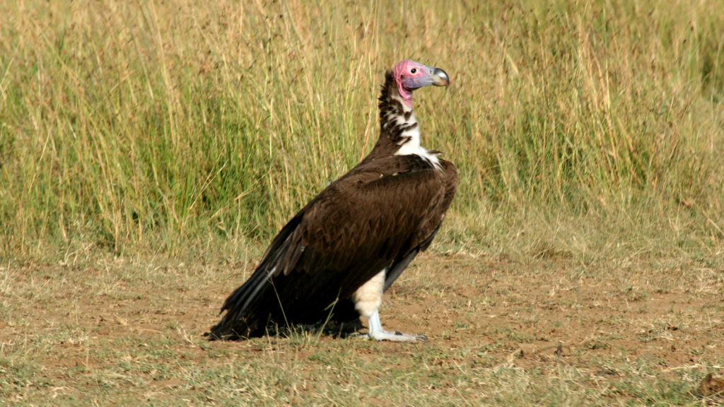 Lappet-Faced Vulture