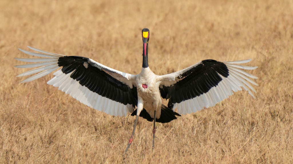 Saddle-Billed Stork