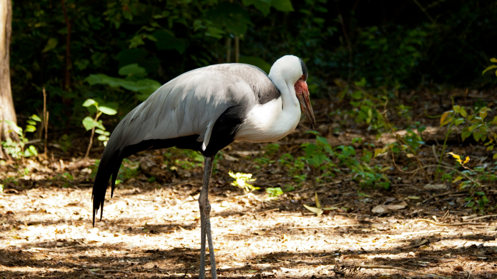 Wattled Crane