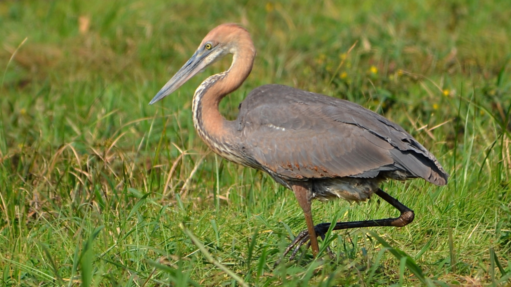 Goliath Heron