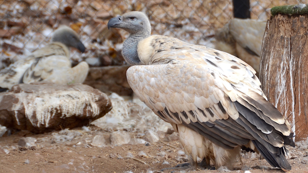 Cape Vulture