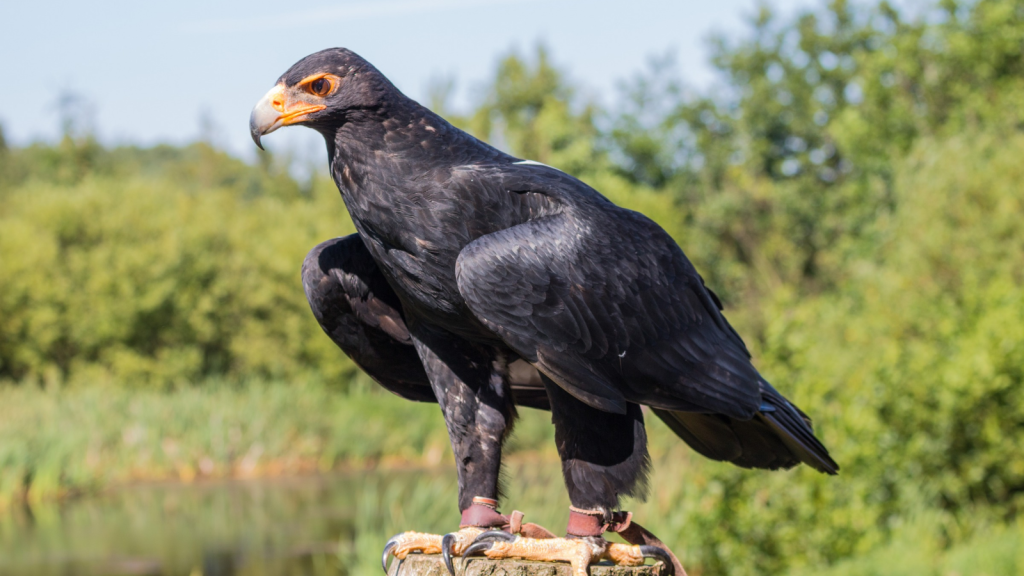 Verreaux's Eagle