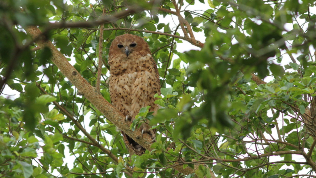 Pel's Fishing Owl