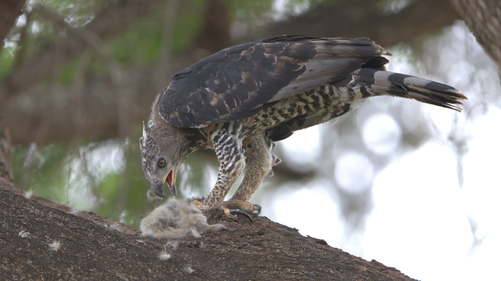 Crowned Eagle