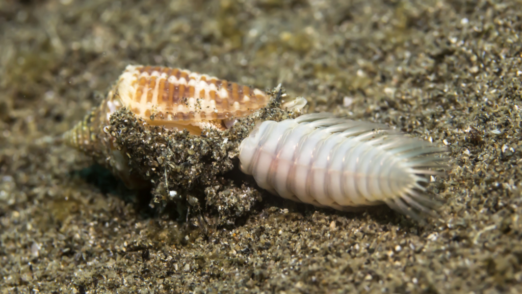 Cone Snail (Conasprella Jaspidea Pealii)