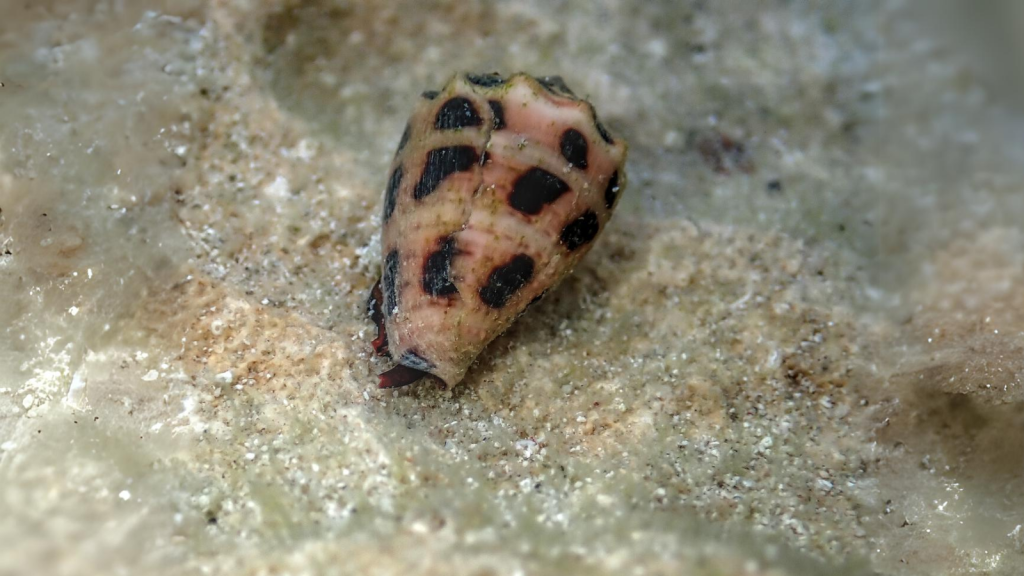 Conus Ebraeus