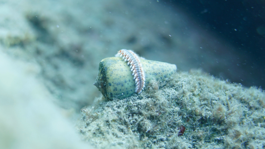 Conus Canariensis