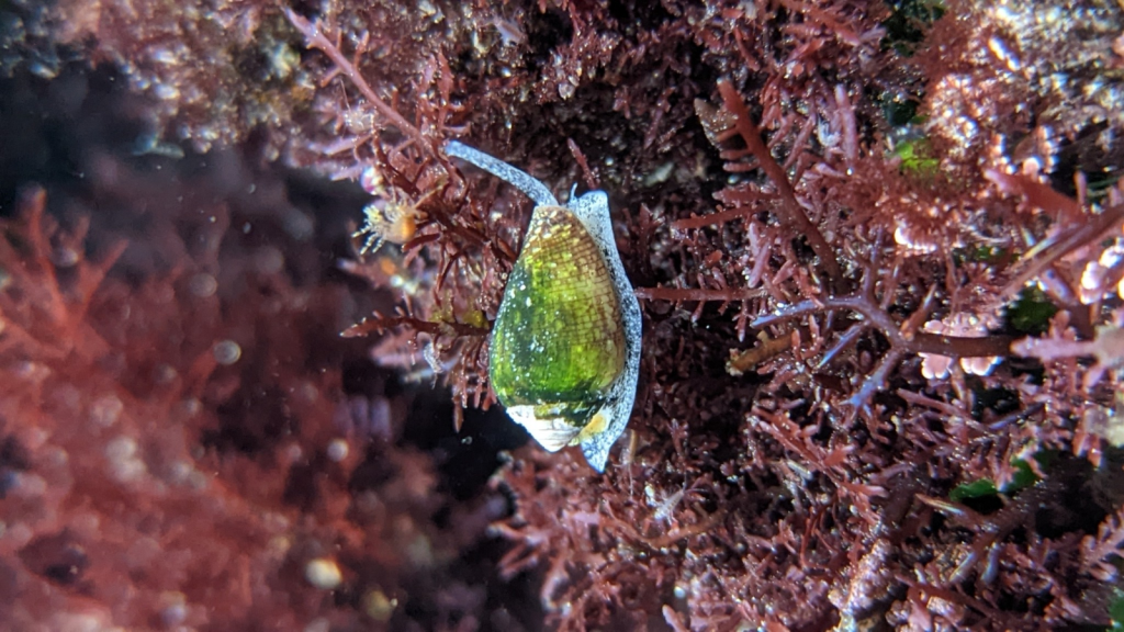 California Cone (Californiconus californicus)