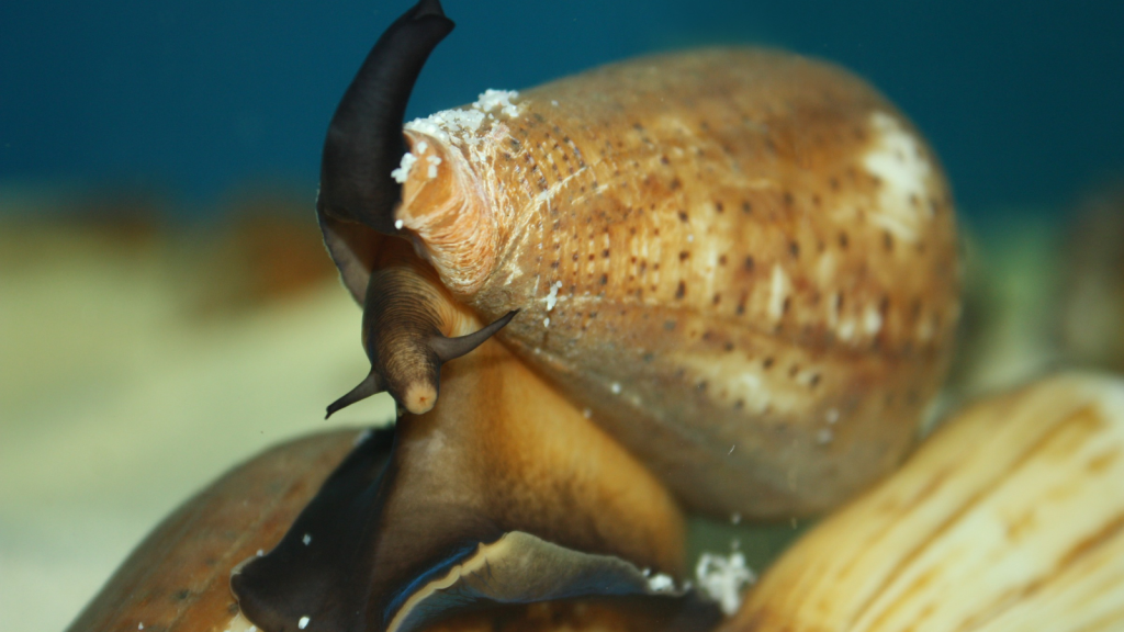 Conus Betulinus