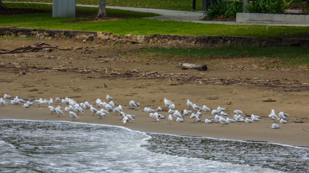 Urban Gull