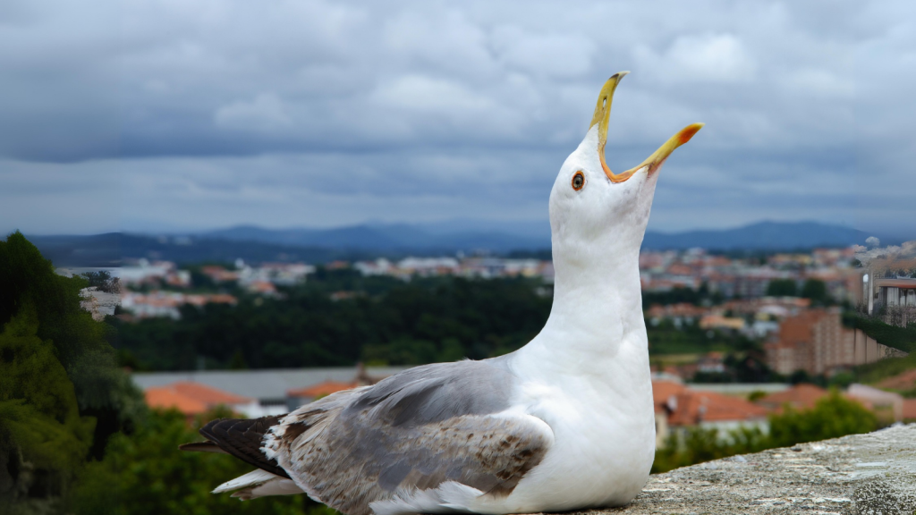 Urban Gull