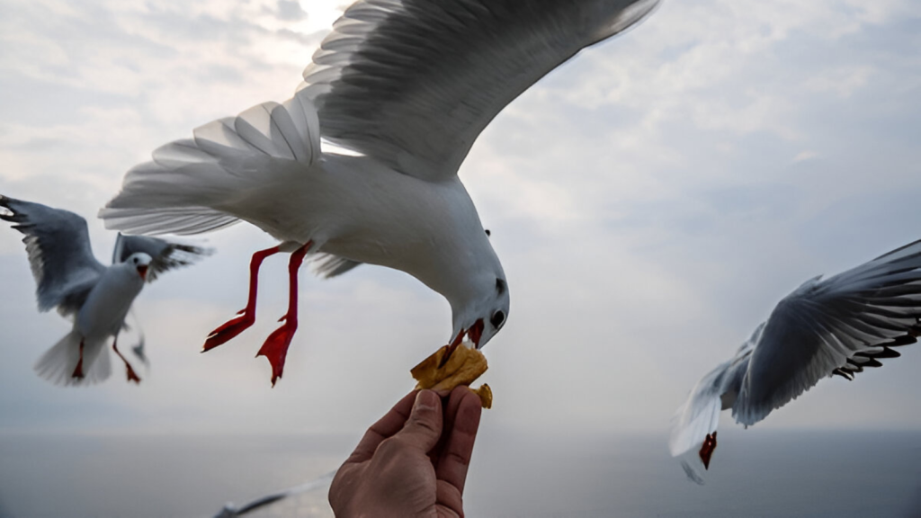 Urban Gull