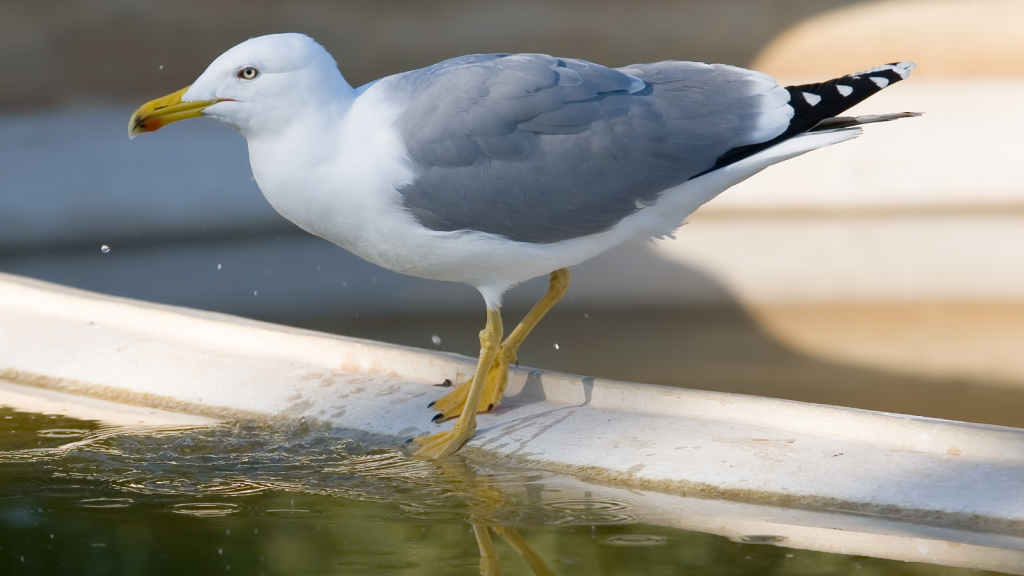 Urban Gull